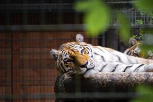 Tigre
